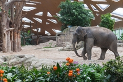 Asiatic elephant