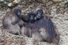 Dschelada; gelada; Theropithecus gelada