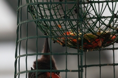 teropus rodricensis