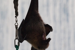 teropus rodricensis