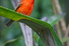 Madagaskarweber; red fody; Foudia madagascariensis