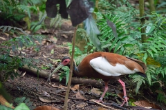 Mähnenibis; Madagascan ibis; Lophotibis cristata