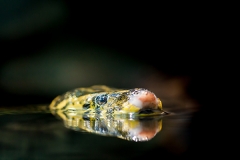 Paraguay-Anakonda; Gelbe Anakonda; Anakonda; Schlangen; yellow a