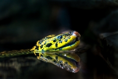 Paraguay-Anakonda; Gelbe Anakonda; Anakonda; Schlangen; yellow a