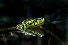 Paraguay-Anakonda; Gelbe Anakonda; Anakonda; Schlangen; yellow a