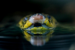 Paraguay-Anakonda; Gelbe Anakonda; Anakonda; Schlangen; yellow a