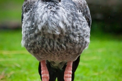 Chachá; Halsband-Wehrvogel; southern screamer; Chauna torquata