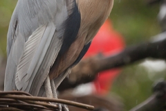 Kahnschnabel; boat-billed heron; Cochlearius cochlearius