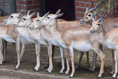 Persische Kropfgazelle; goitered or black-tailed; Gazella subgut