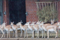 Persische Kropfgazelle; goitered or black-tailed; Gazella subgut