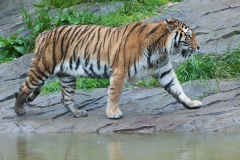 Amurtiger; Siberian tiger; Panthera tigris altaica