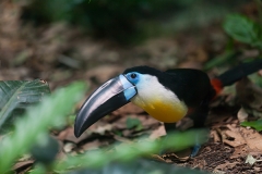 Dottertukan; channel-billed toucan; Ramphastos vitellinus