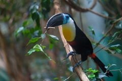 Dottertukan; channel-billed toucan; Ramphastos vitellinus