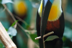 Dottertukan; channel-billed toucan; Ramphastos vitellinus