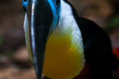 Dottertukan; channel-billed toucan; Ramphastos vitellinus
