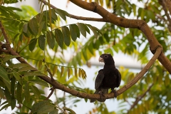 Großer Vasapapagei; greater vasa parrot; Coracopsis vasa